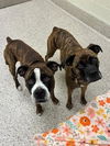 adoptable Dog in brighton, CO named JAKE