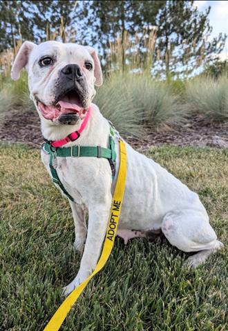 adoptable Dog in Brighton, CO named LECHE