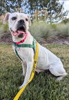 adoptable Dog in brighton, CO named LECHE