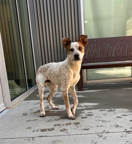 adoptable Dog in Brighton, CO named *SHELDON