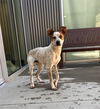 adoptable Dog in Brighton, CO named *SHELDON