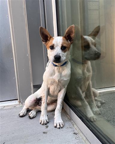 adoptable Dog in Brighton, CO named *LEONARD