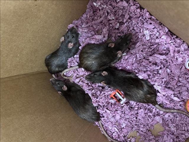 adoptable Rat in Brighton, CO named *CHARLI XCX