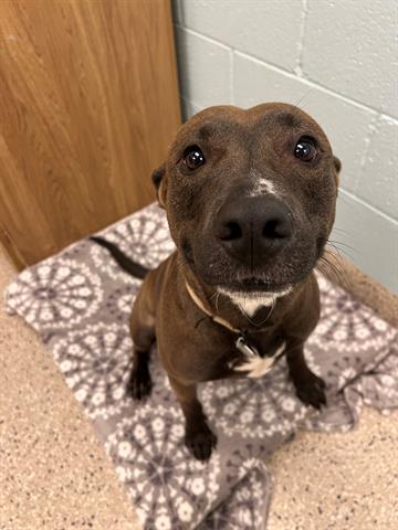 adoptable Dog in Brighton, CO named CHURRO