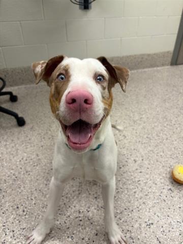 adoptable Dog in Brighton, CO named *ROSCO DOG