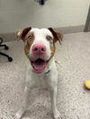 adoptable Dog in Brighton, CO named *ROSCO DOG