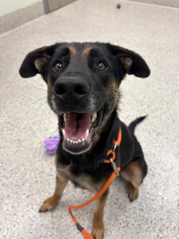 adoptable Dog in Brighton, CO named BEAR