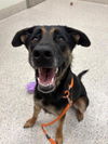 adoptable Dog in Brighton, CO named BEAR