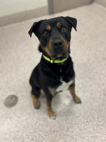 adoptable Dog in Brighton, CO named OSO