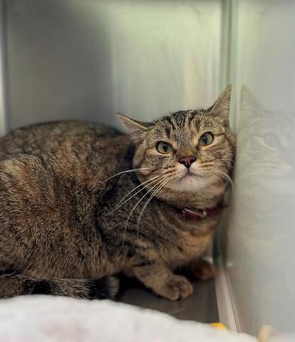 adoptable Cat in Brighton, CO named LUNA