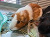 adoptable Guinea Pig in Brighton, CO named MOMMA