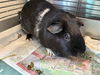 adoptable Guinea Pig in Brighton, CO named CINDERELLY