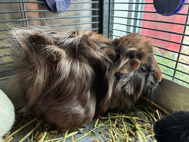 adoptable Guinea Pig in Brighton, CO named ELVIS