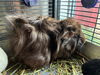 adoptable Guinea Pig in Brighton, CO named ELVIS