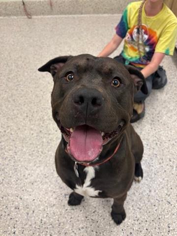 adoptable Dog in Brighton, CO named *FRENCH FRY