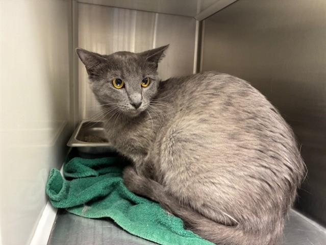 adoptable Cat in Brighton, CO named *MAPLE HILL