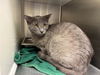 adoptable Cat in Brighton, CO named *MAPLE HILL
