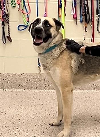 adoptable Dog in Brighton, CO named RACCOON