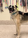 adoptable Dog in  named RACCOON