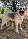 adoptable Dog in  named RACCOON