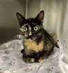 adoptable Cat in Brighton, CO named *SOLANA