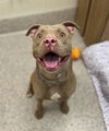 adoptable Dog in Brighton, CO named MAX