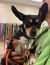 adoptable Dog in Brighton, CO named *MATCHA