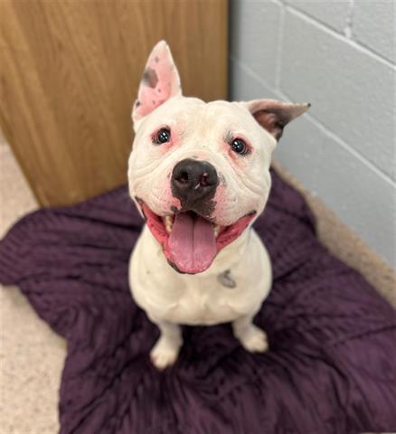 adoptable Dog in Brighton, CO named BLUE