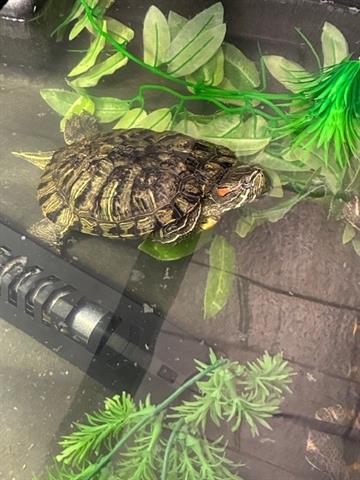 adoptable Turtle in Brighton, CO named *ALIZE