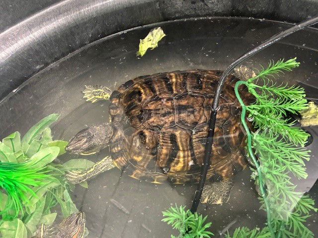 adoptable Turtle in Brighton, CO named *AJA