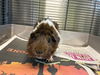 adoptable Guinea Pig in Brighton, CO named CHOCOLATE