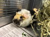 adoptable Guinea Pig in Brighton, CO named VANILLA