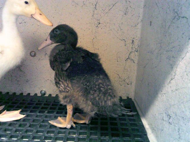 adoptable Duck in Brighton, CO named *SCOVILLE