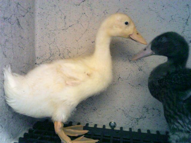 adoptable Duck in Brighton, CO named *SHISHITO