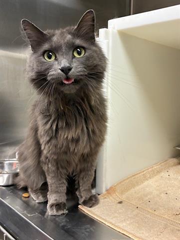 adoptable Cat in Brighton, CO named *PITA CHIP