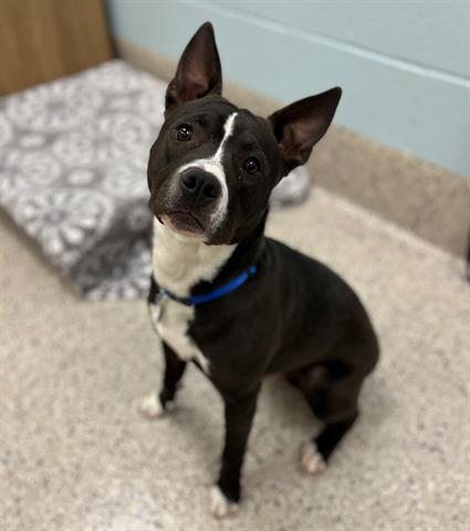 adoptable Dog in Brighton, CO named *HAWK