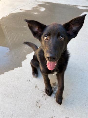 adoptable Dog in Brighton, CO named *LASER