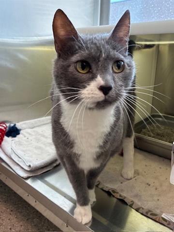 adoptable Cat in Brighton, CO named FREYJA