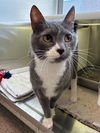 adoptable Cat in ,  named FREYJA