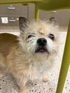 adoptable Dog in ,  named ODA