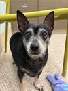 adoptable Dog in ,  named BETSY