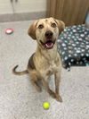 adoptable Dog in ,  named ZUKO