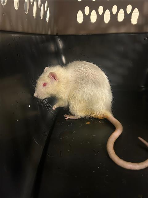 adoptable Rat in Brighton, CO named *ENOKI