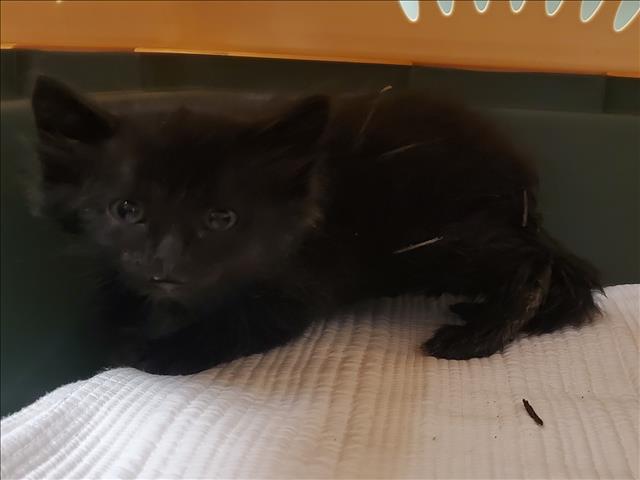 adoptable Cat in Brighton, CO named KITTEN KABOODLE