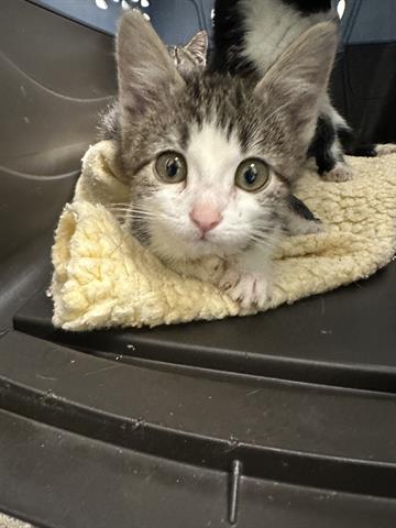 adoptable Cat in Brighton, CO named MANDRAKE