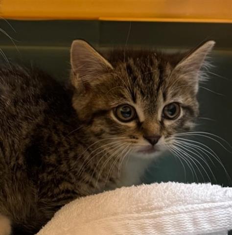 adoptable Cat in Brighton, CO named PINKY