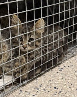 adoptable Cat in Brighton, CO named *DIPPIN' DOTS