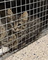 adoptable Cat in brighton, CO named *DIPPIN
