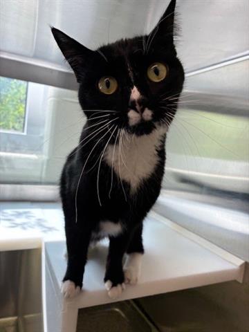 adoptable Cat in Brighton, CO named *SHOJO