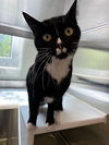 adoptable Cat in  named *SHOJO